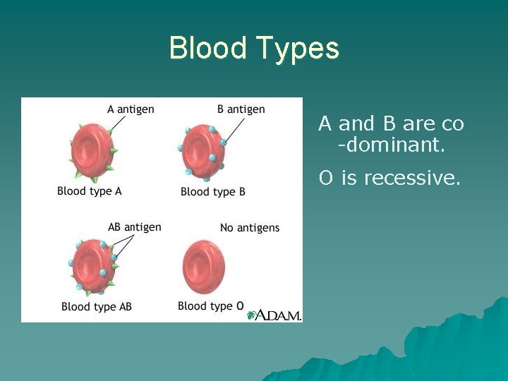 Blood Types A and B are co -dominant. O is recessive. 