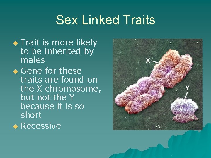 Sex Linked Traits Trait is more likely to be inherited by males u Gene