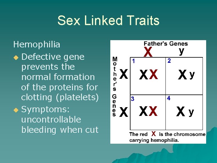 Sex Linked Traits Hemophilia u Defective gene prevents the normal formation of the proteins
