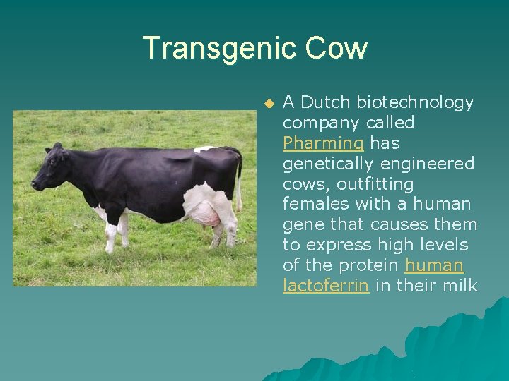 Transgenic Cow u A Dutch biotechnology company called Pharming has genetically engineered cows, outfitting