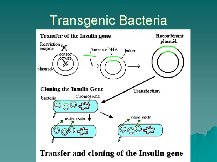 Transgenic Bacteria 