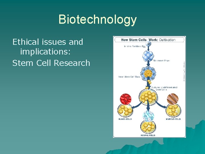 Biotechnology Ethical issues and implications: Stem Cell Research 