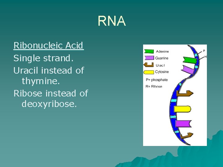 RNA Ribonucleic Acid Single strand. Uracil instead of thymine. Ribose instead of deoxyribose. 