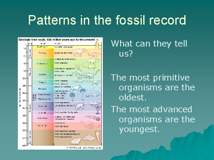 Patterns in the fossil record What can they tell us? The most primitive organisms