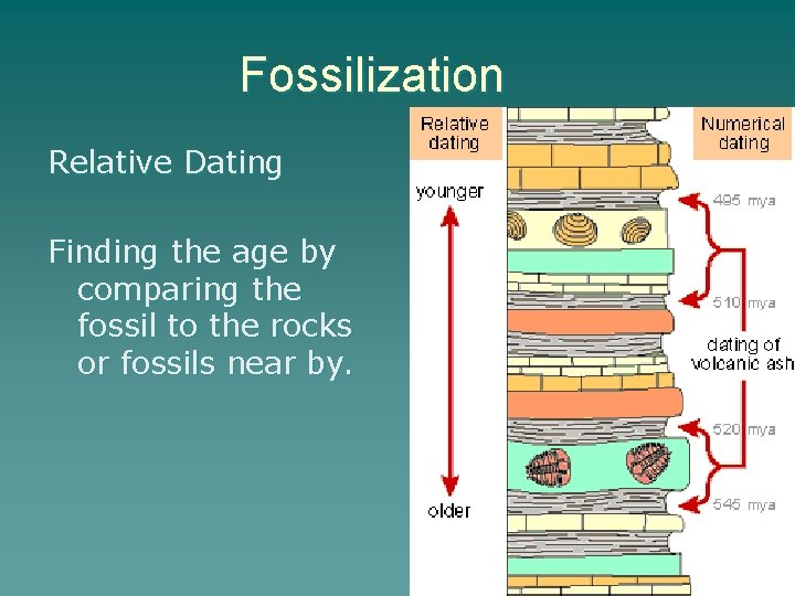 Fossilization Relative Dating Finding the age by comparing the fossil to the rocks or