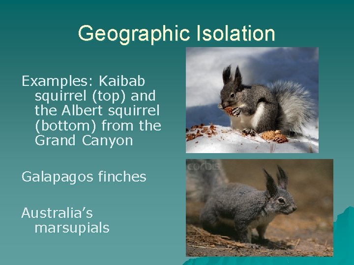 Geographic Isolation Examples: Kaibab squirrel (top) and the Albert squirrel (bottom) from the Grand