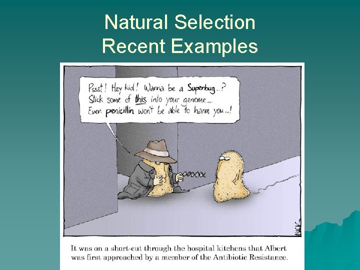 Natural Selection Recent Examples 