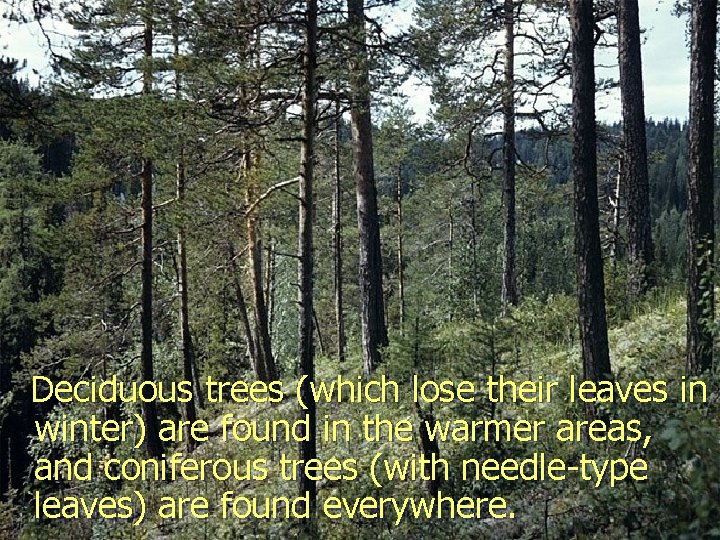 Deciduous trees (which lose their leaves in winter) are found in the warmer areas,