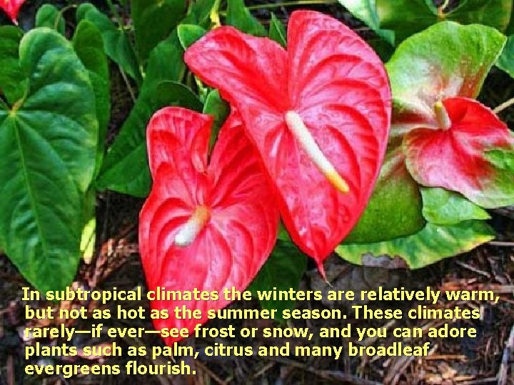 In subtropical climates the winters are relatively warm, but not as hot as the
