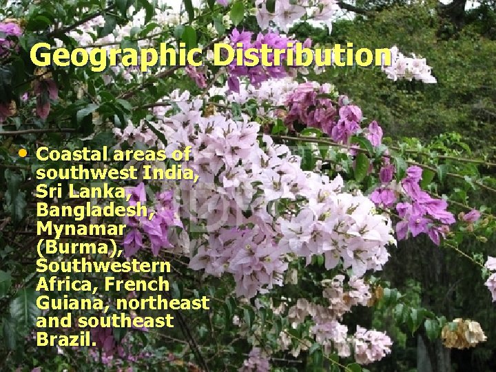 Geographic Distribution • Coastal areas of southwest India, Sri Lanka, Bangladesh, Mynamar (Burma), Southwestern
