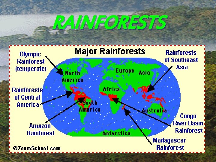 RAINFORESTS 