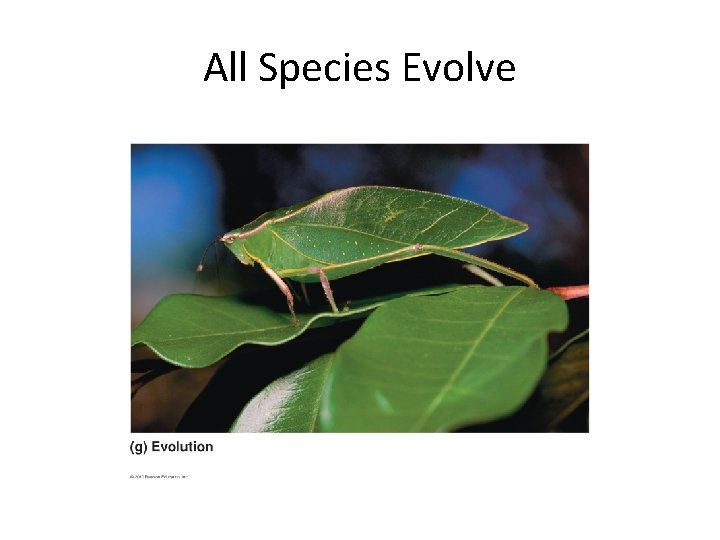 All Species Evolve 