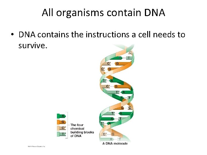 All organisms contain DNA • DNA contains the instructions a cell needs to survive.