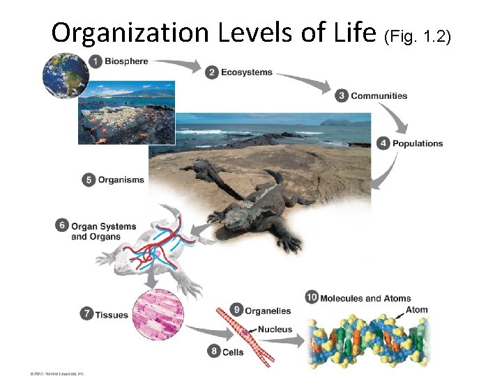 Organization Levels of Life (Fig. 1. 2) 