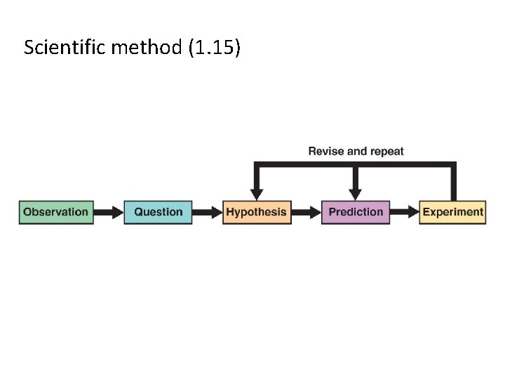 Scientific method (1. 15) 