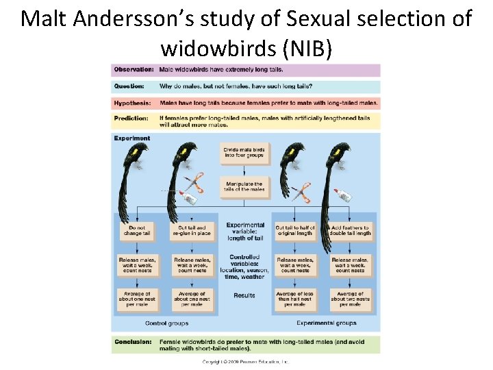 Malt Andersson’s study of Sexual selection of widowbirds (NIB) 