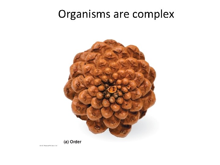 Organisms are complex 
