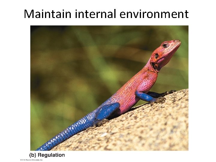 Maintain internal environment 