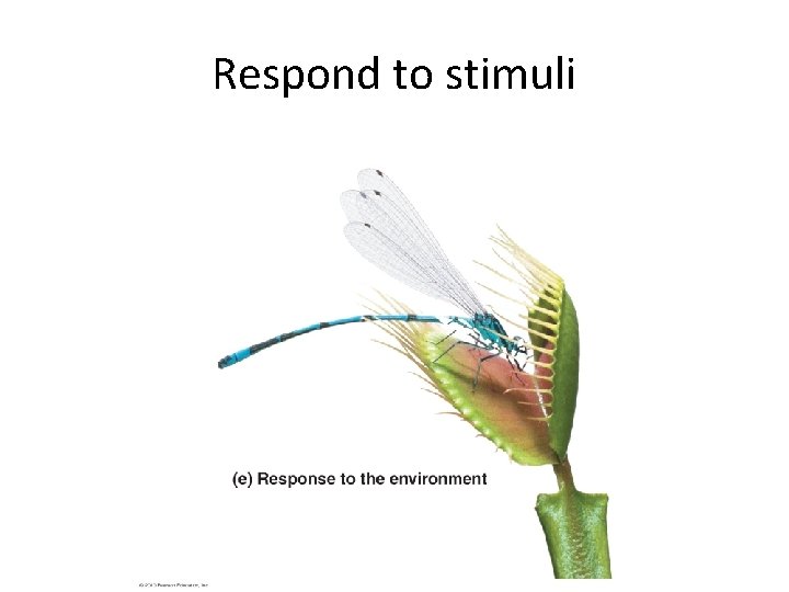 Respond to stimuli 