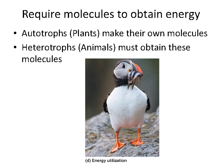 Require molecules to obtain energy • Autotrophs (Plants) make their own molecules • Heterotrophs