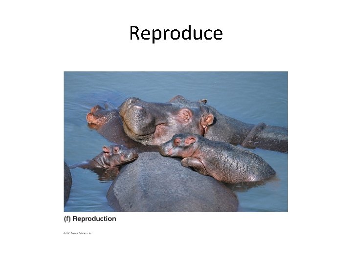 Reproduce 