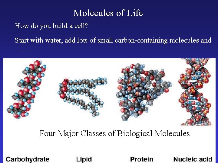 Molecules of Life How do you build a cell? Start with water, add lots