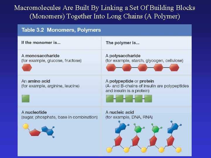 Macromolecules Are Built By Linking a Set Of Building Blocks (Monomers) Together Into Long