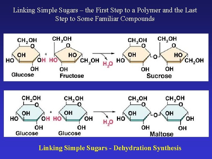 Linking Simple Sugars – the First Step to a Polymer and the Last Step
