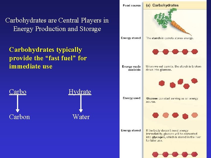 Carbohydrates are Central Players in Energy Production and Storage Carbohydrates typically provide the “fast