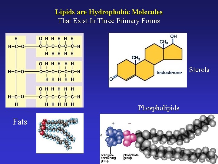 Lipids are Hydrophobic Molecules That Exist In Three Primary Forms Sterols Phospholipids Fats 