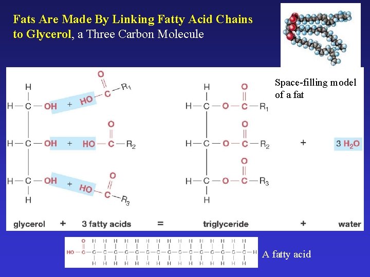 Fats Are Made By Linking Fatty Acid Chains to Glycerol, a Three Carbon Molecule