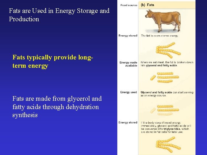 Fats are Used in Energy Storage and Production Fats typically provide longterm energy Fats
