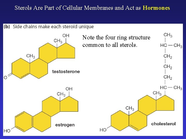 Sterols Are Part of Cellular Membranes and Act as Hormones Note the four ring