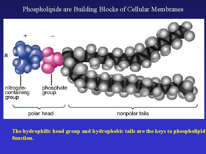 Phospholipids are Building Blocks of Cellular Membranes The hydrophilic head group and hydrophobic tails
