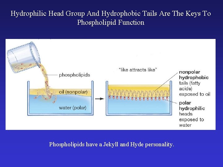 Hydrophilic Head Group And Hydrophobic Tails Are The Keys To Phospholipid Function Phospholipids have