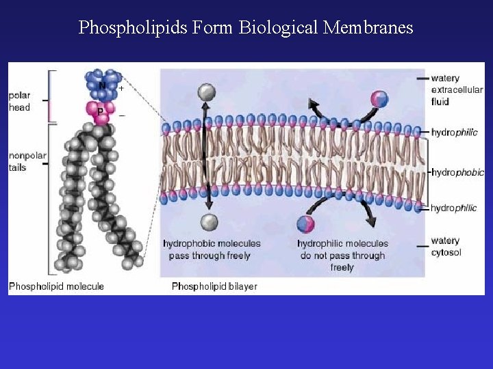 Phospholipids Form Biological Membranes 