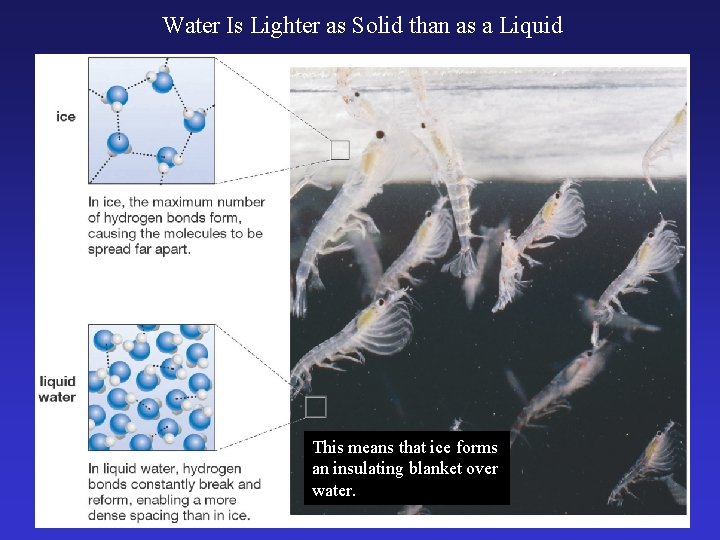 Water Is Lighter as Solid than as a Liquid This means that ice forms