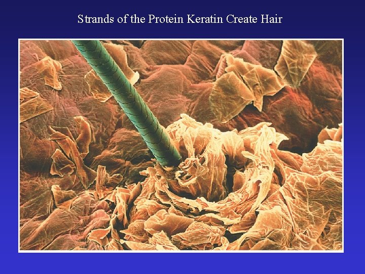 Strands of the Protein Keratin Create Hair 