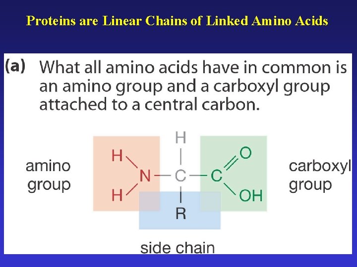 Proteins are Linear Chains of Linked Amino Acids 