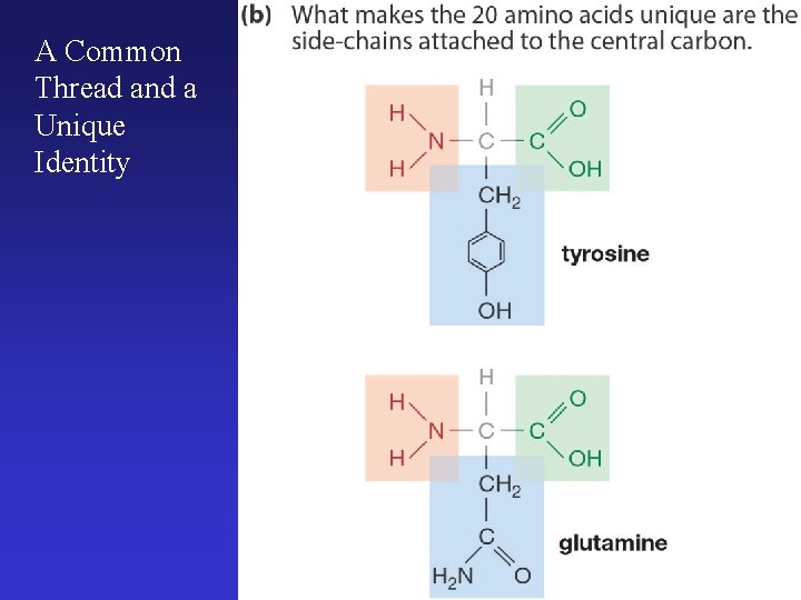 A Common Thread and a Unique Identity 