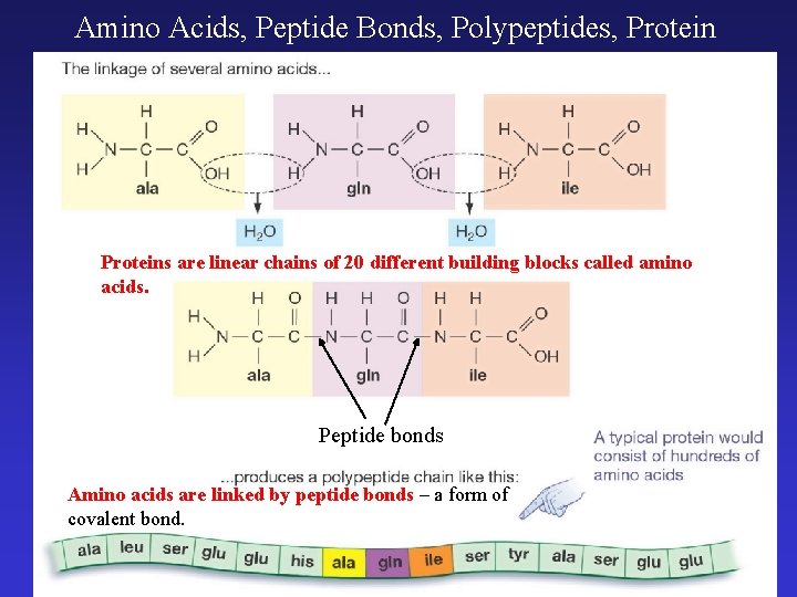 Amino Acids, Peptide Bonds, Polypeptides, Proteins are linear chains of 20 different building blocks