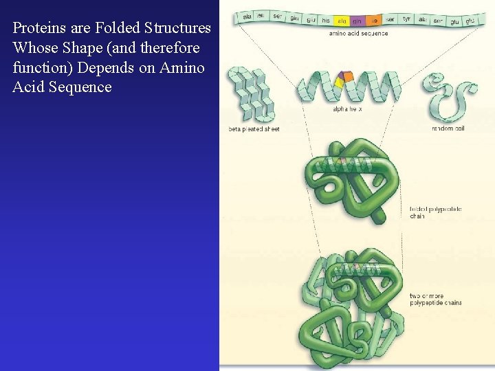 Proteins are Folded Structures Whose Shape (and therefore function) Depends on Amino Acid Sequence