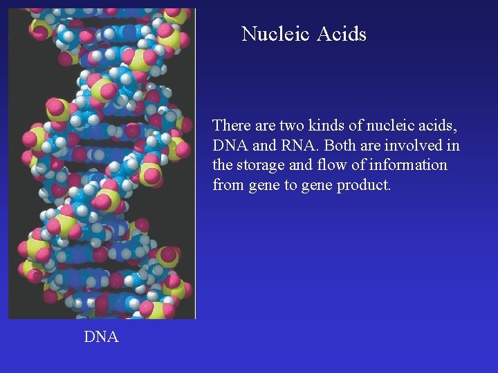 Nucleic Acids There are two kinds of nucleic acids, DNA and RNA. Both are