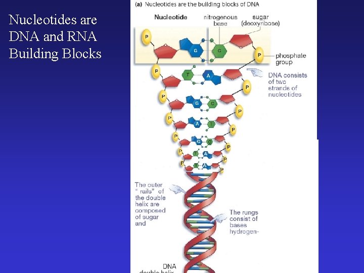 Nucleotides are DNA and RNA Building Blocks 