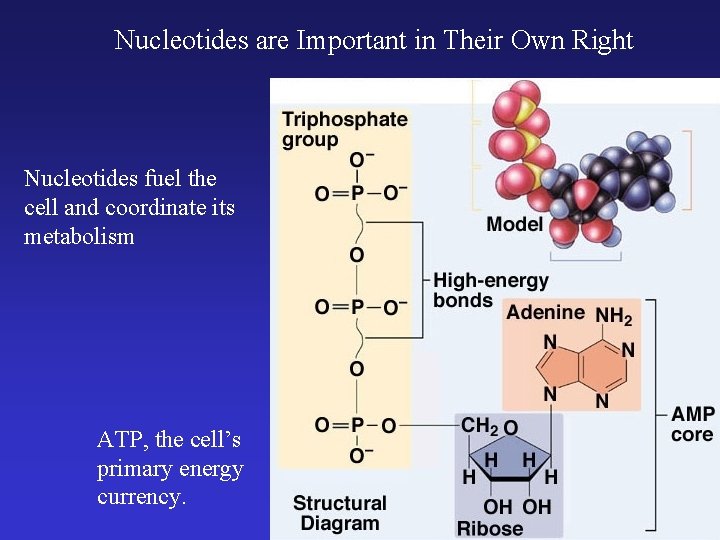 Nucleotides are Important in Their Own Right Nucleotides fuel the cell and coordinate its
