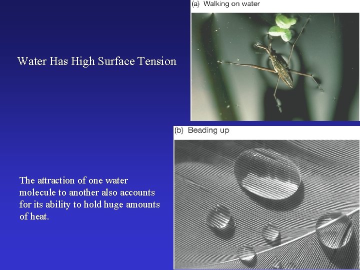 Water Has High Surface Tension The attraction of one water molecule to another also