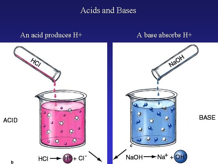 Acids and Bases An acid produces H+ A base absorbs H+ 