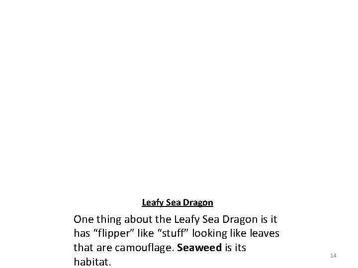 Leafy Sea Dragon One thing about the Leafy Sea Dragon is it has “flipper”