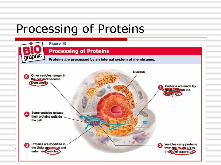 Processing of Proteins 