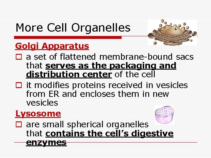 More Cell Organelles Golgi Apparatus o a set of flattened membrane-bound sacs that serves